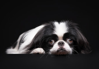 japanese chin on black background