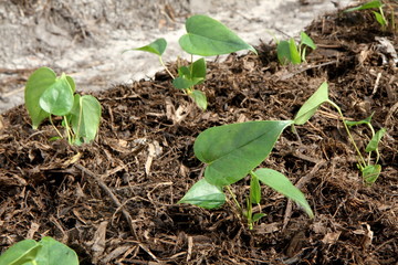 culture d'anthuriums