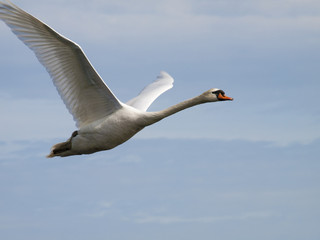 white swan flying with a blue sky in the background