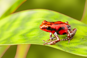Red poison arrow frog