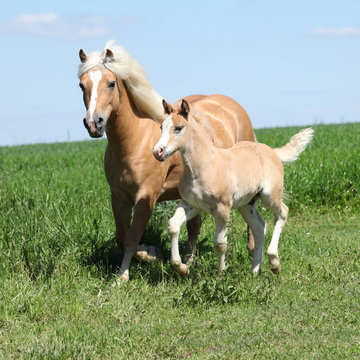 Beautiful haflinger mare with a foal