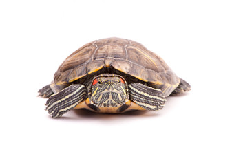 one Pond slider isolated on the white background