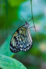 Weisse Baumnymphe (Idea leuconoe)