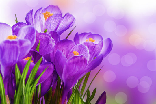 purple crocus wild flower plant in spring