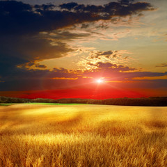 yellow field eith sky