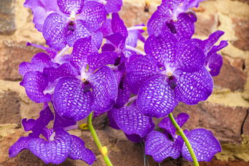 Orchidee Viola