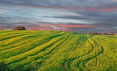Fototapeta na wymiar meadow at sunset