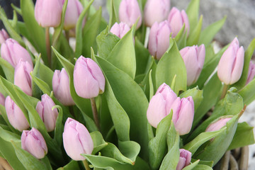 Obraz premium purple tulip bouquet