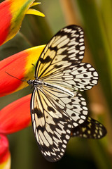 Weisse Baumnymphe (Idea leuconoe)