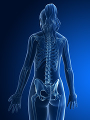 3d rendered medical illustration - skeletal back