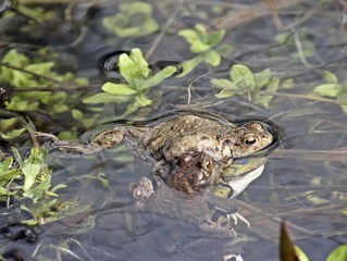 Fehlpaarung dreier Erdkrötenmännchen mit einem Teichfrosch