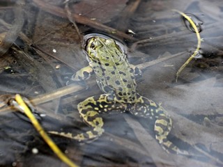 Teichfrosch im Frühling