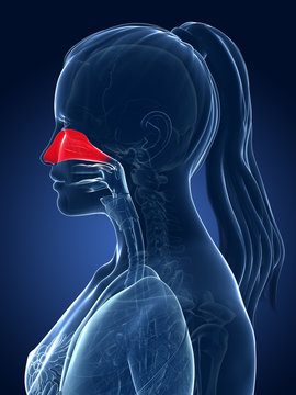 3d rendered medical illustration - nasal cavity