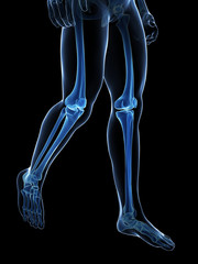 3d rendered medical illustration - skeletal legs