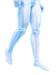 3d rendered medical illustration - skeletal legs