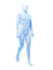 3d rendered medical illustration - walking guy