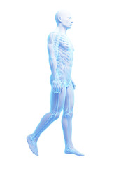 3d rendered medical illustration - walking guy