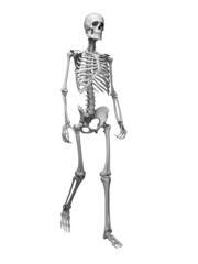 3d rendered medical illustration - walking skeleton