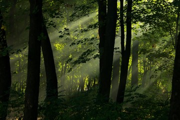 Fototapeta premium Forest