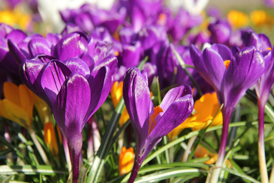 Purple crocusus in spring sunlight