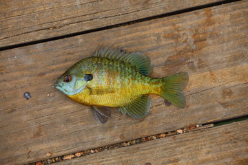 Bluegill