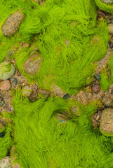 green alga Brehat island france