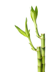 Isolated lucky bamboo with copy place