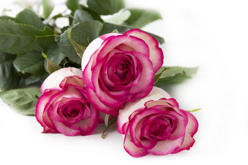 bouquet of pink roses