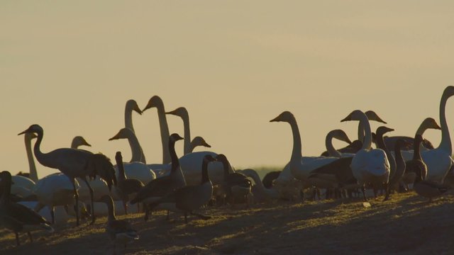 Fr&uuml;hling in Schweden - Wasserv&ouml;gel