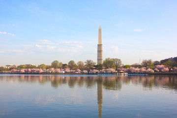 Washington Monument over cherry blossom and Tidal Basin