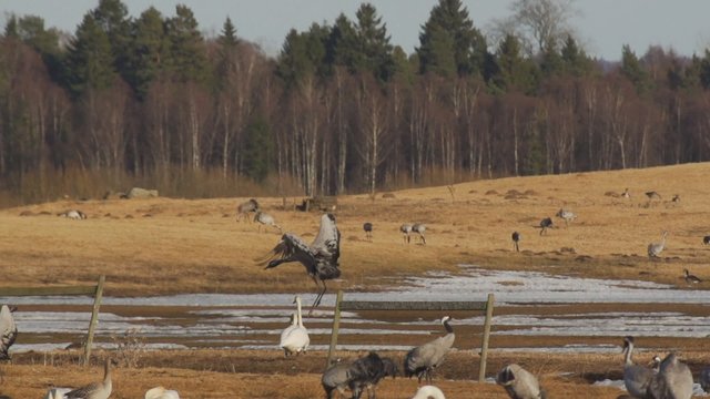 Frühling in Schweden - Wasservögel