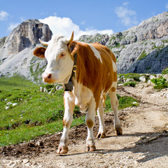 Fototapeta na wymiar Krowa na pastwisku w Dolomiti góry