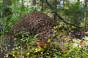 Ant hill in a forest