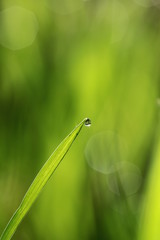 Green grass Spring morning background