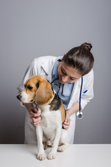 Animal health professional