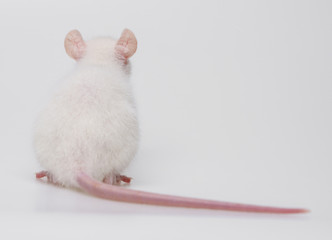 white rat sitting on a  white background