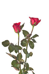 Obraz premium Red Rose