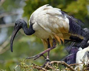 African sacred ibis (Threskiornis aethiopicus) - obrazy, fototapety, plakaty