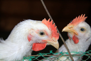 closeup of chicken's head in a chicken farm