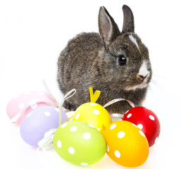 little rabbit and easter eggs