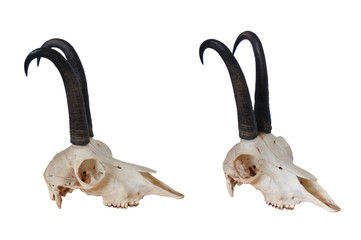 black goat skull