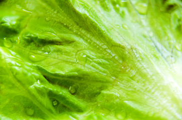 Green Leaf of Salad with Water Drops
