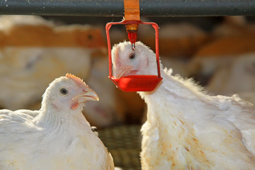 Deux poulets boivent de l& 39 eau, dans un élevage de poulets