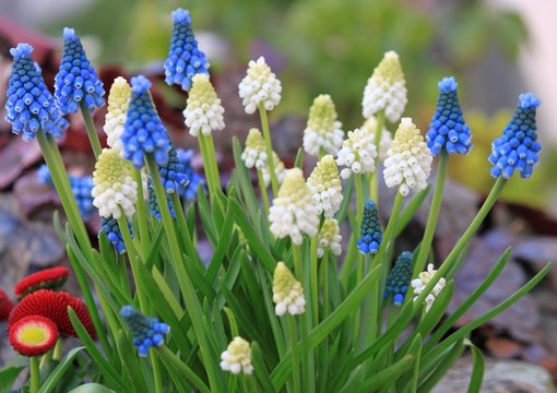 Muscari