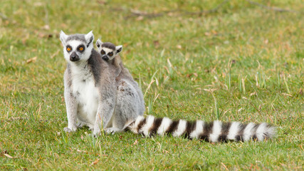 Obraz premium Ring-tailed lemur (Lemur catta)