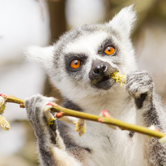 Ring-tailed lemur (Lemur catta)