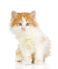 fluffy orange beautiful kitten. isolated on white
