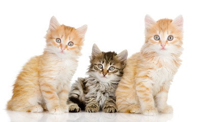 Fototapeta na wymiar three small kittens look in a lens. isolated on white