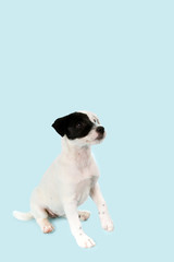 Fototapeta premium Jack Russell Terrier