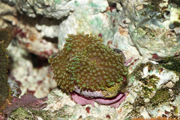 Detail of Ricordea Coral